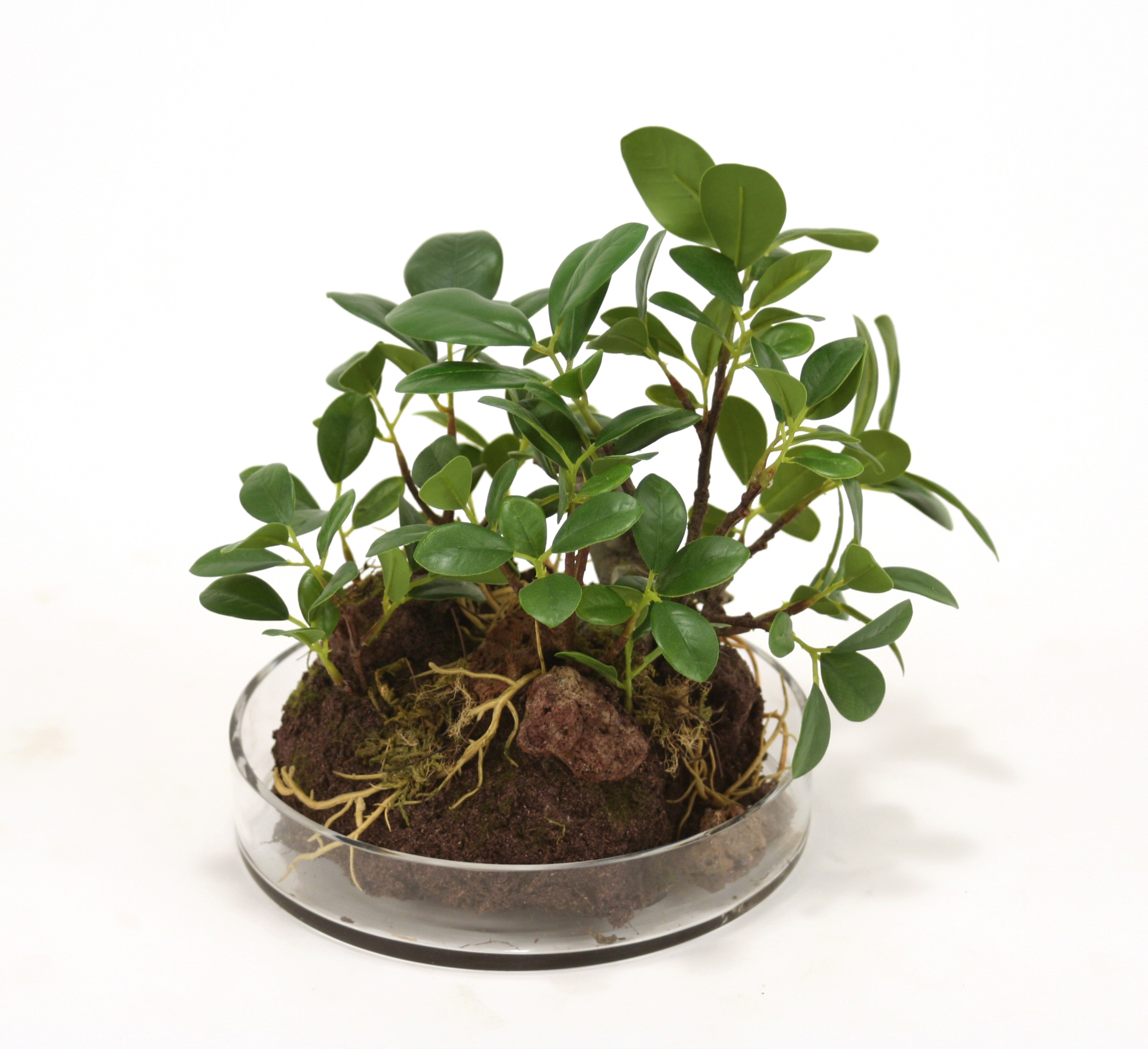Silk Small Ficus Bonzai Tree Garden in Round Glass Silk Small Ficus Bonzai Tree Garden in Round Glass
