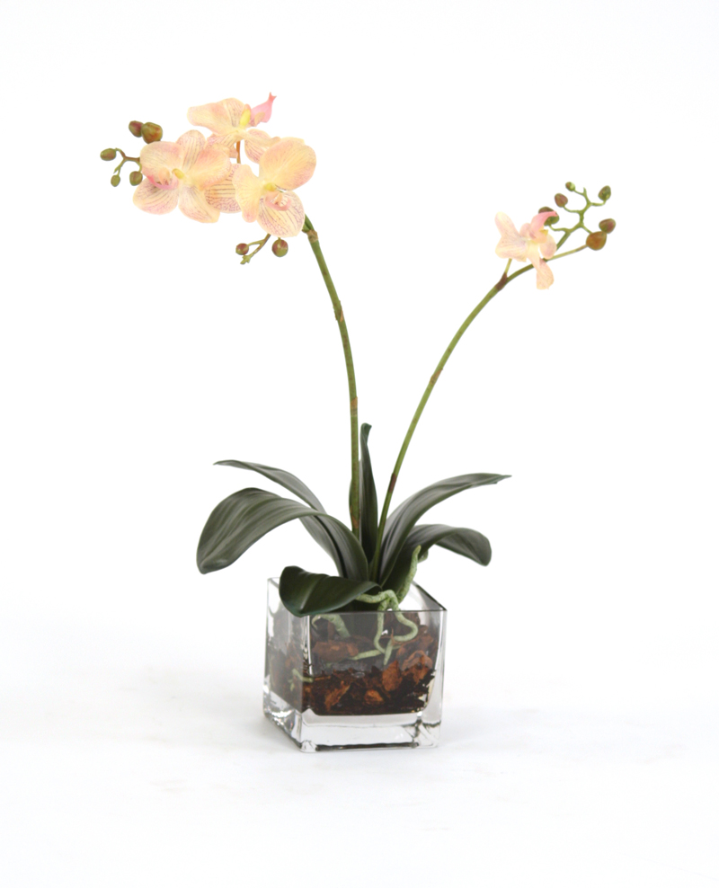 Waterlook ® Silk Cream-Pink Phalaenopsis Plant in a Square Glass Cube