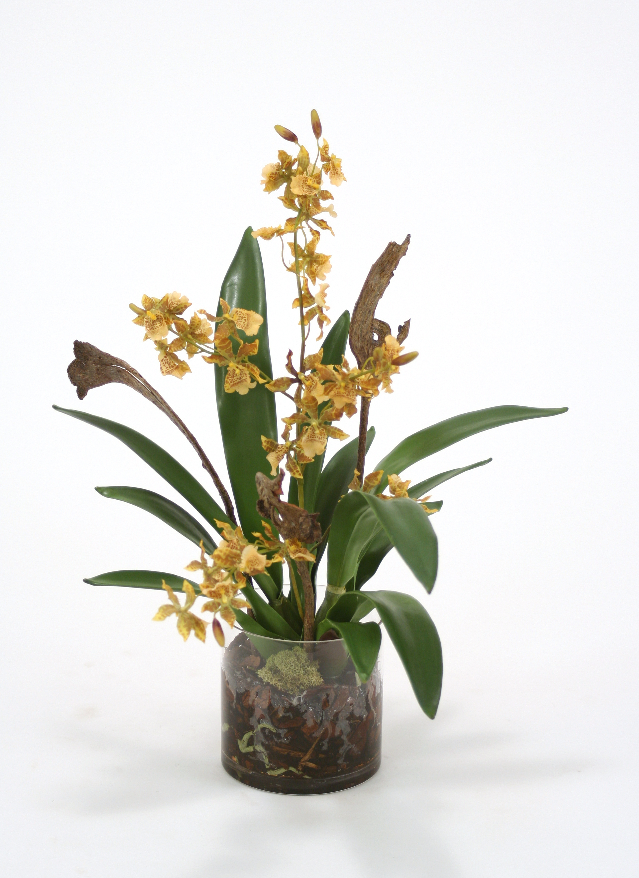 Waterlook ® Gold Green Oncidium Orchid Garden Mix in Clear Cylinder Glass Vase Waterlook ® Gold Green Oncidium Orchid Garden Mix in Clear Cylinder Glass Vase