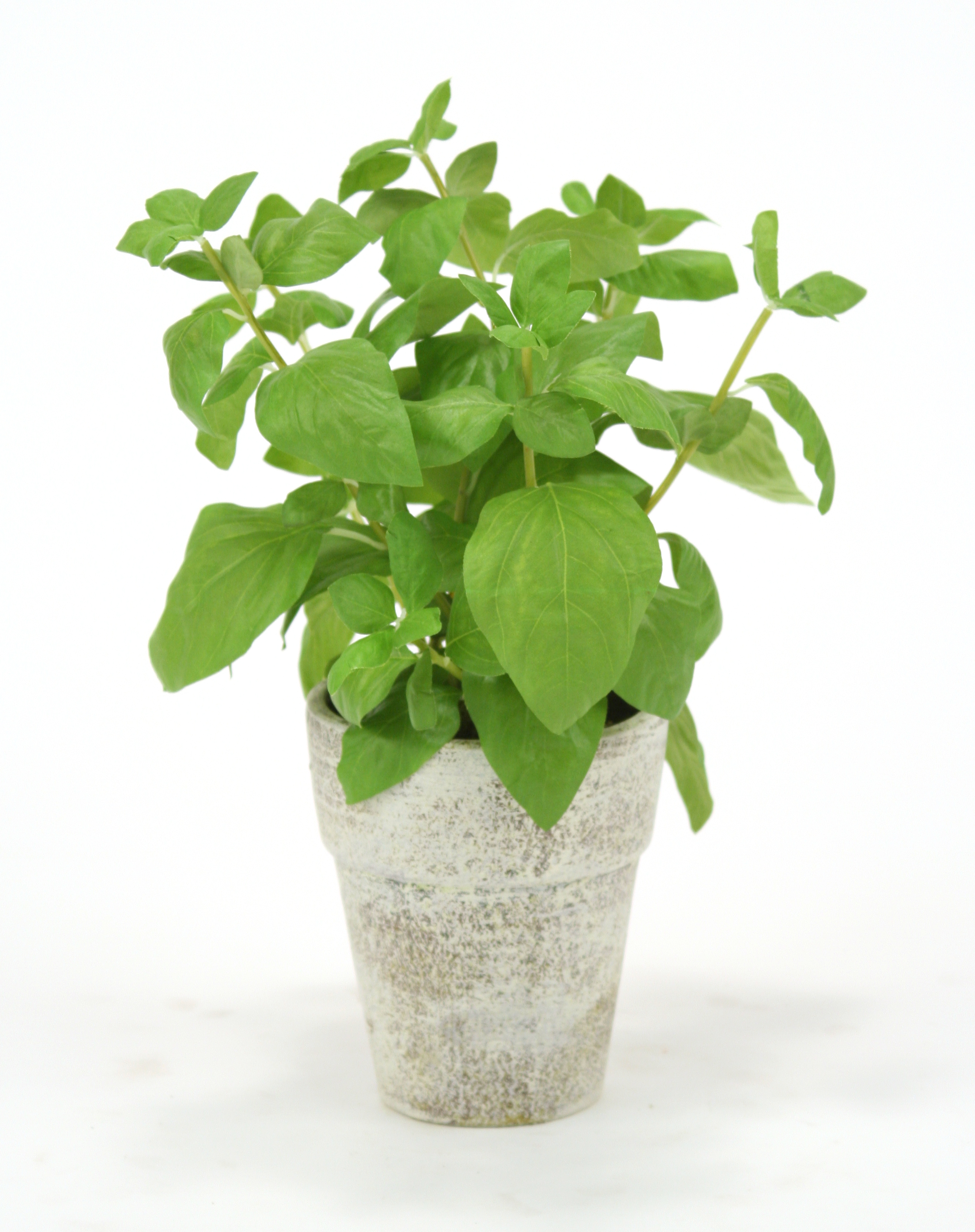 Silk Basil Spray in Brushed Antique White Clay Pot Silk Basil Spray in Brushed Antique White Clay Pot