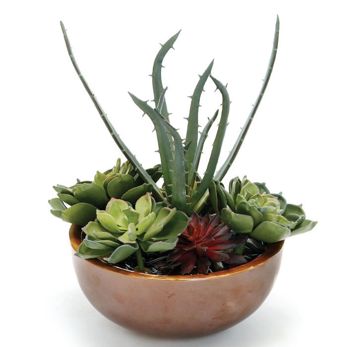 Silk Succulent Garden with Stones in an Espresso Glazed Bowl Silk Succulent Garden with Stones in an Espresso Glazed Bowl
