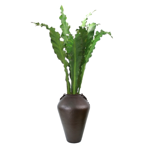 68' Anthurium Jenmanii Plant in Tall Metal Water Jar 68' Anthurium Jenmanii Plant in Tall Metal Water Jar