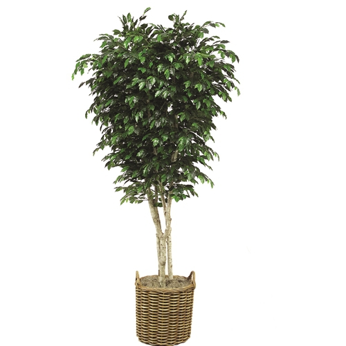 9 Topiary Ficus Tree in Stained Round Core Rattan Basket with Handles 9 Topiary Ficus Tree in Stained Round Core Rattan Basket with Handles