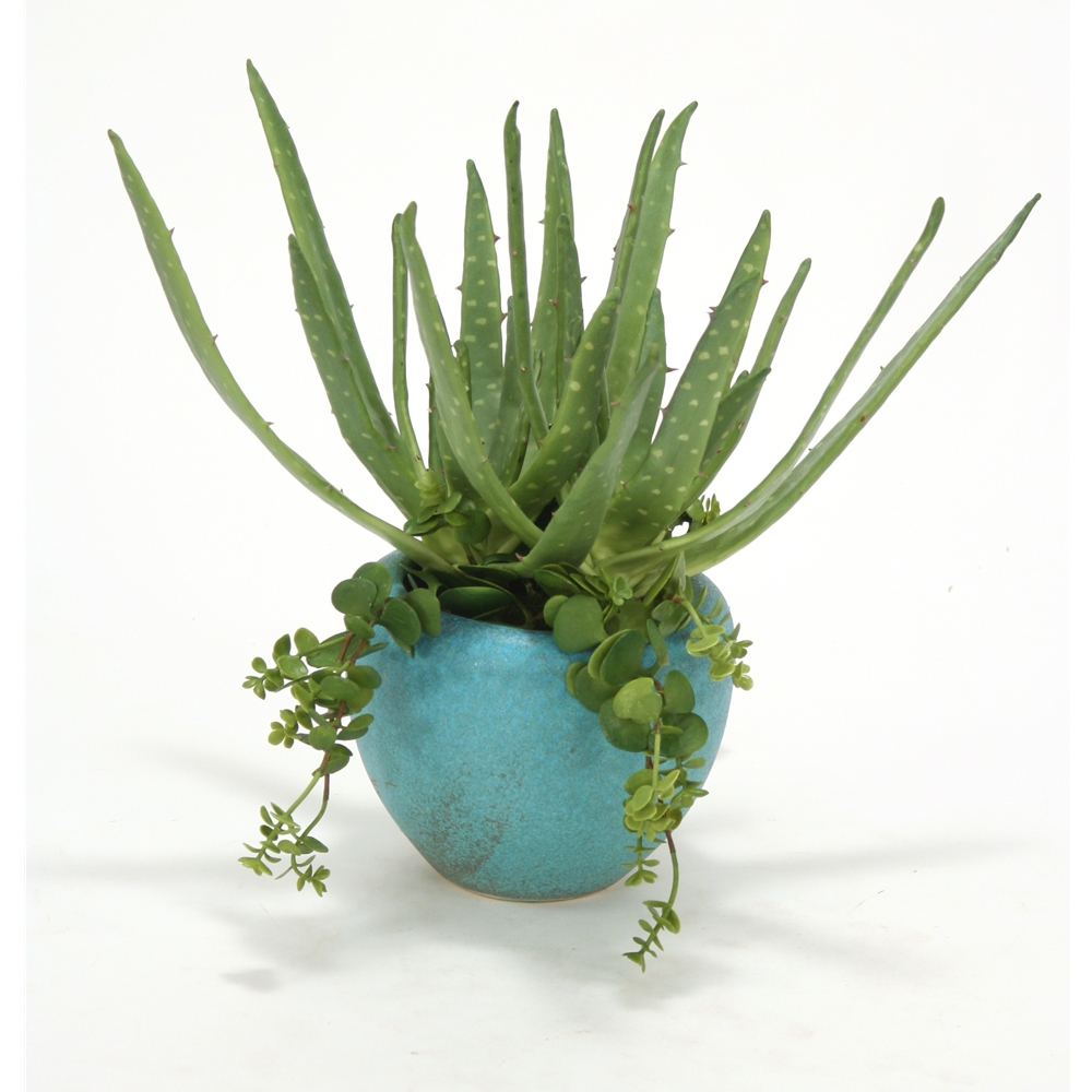 Aloe and Hanging Succulents in Large Turquoise Planter (Pack 2) Aloe and Hanging Succulents in Large Turquoise Planter (Pack 2)