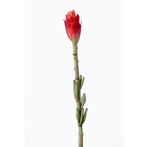 DIY Flower 35'L Red Banana Bud Bloom