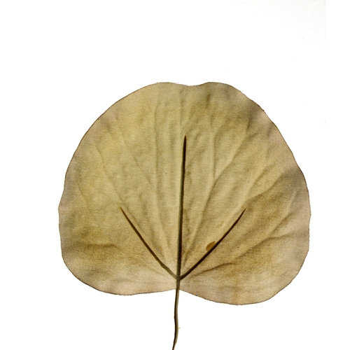 DIY Foliage 7'L Artificial Galax Leaf (Pack of 144; 1728/Case)