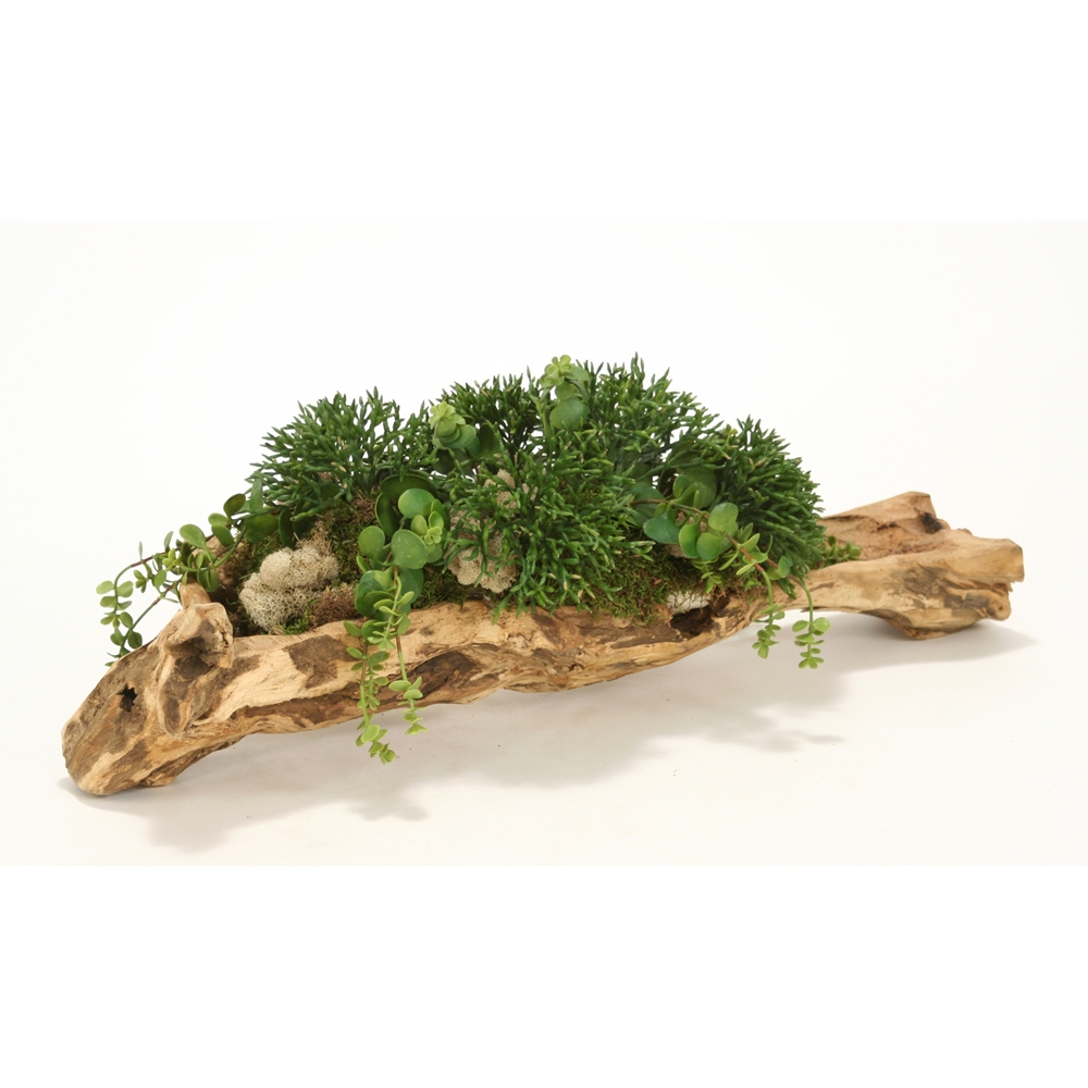 Mixed Succulent Greenery in Natural Wood Tray Mixed Succulent Greenery in Natural Wood Tray