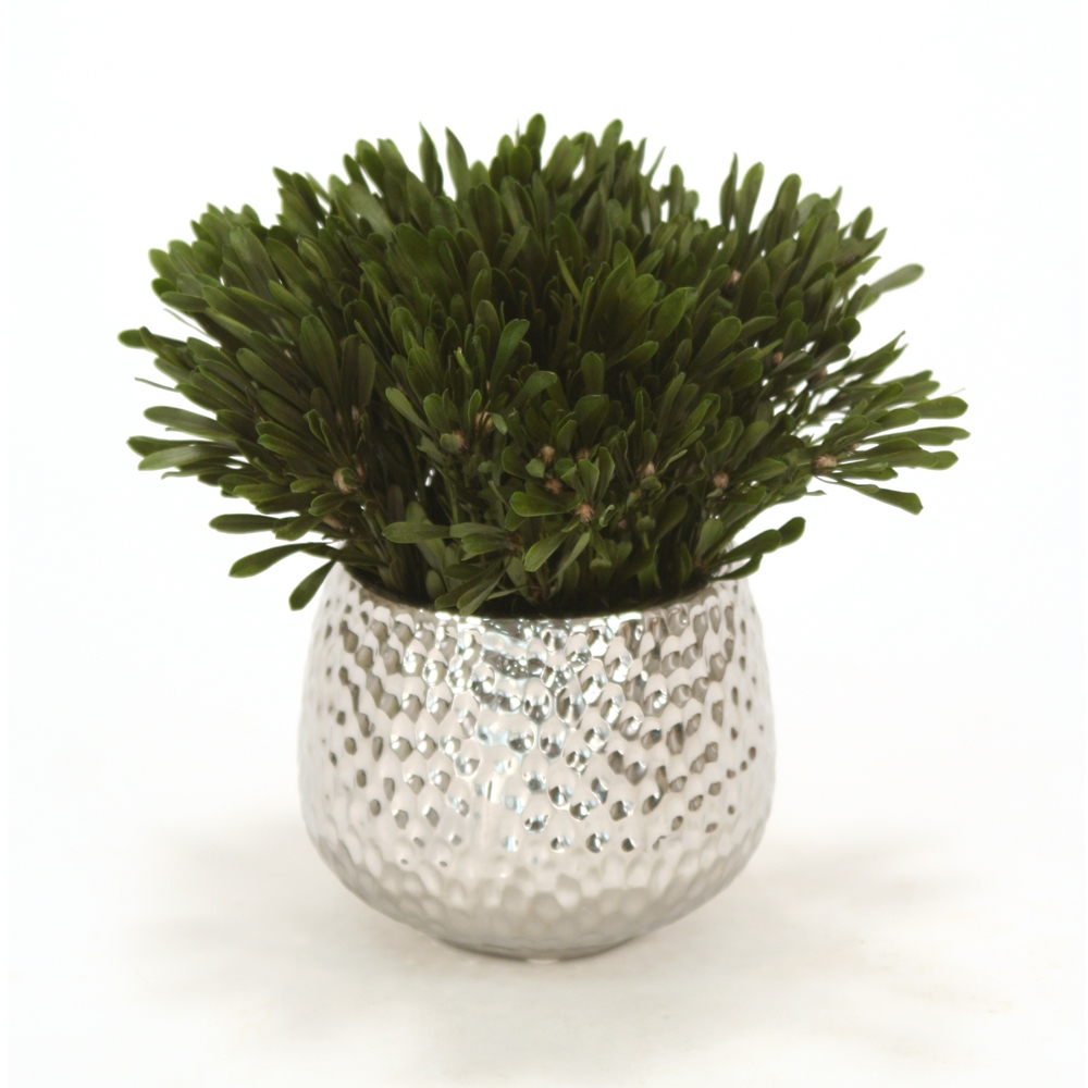 Oasis Green Platys Foliage in Silver Super Nova Planter Oasis Green Platys Foliage in Silver Super Nova Planter
