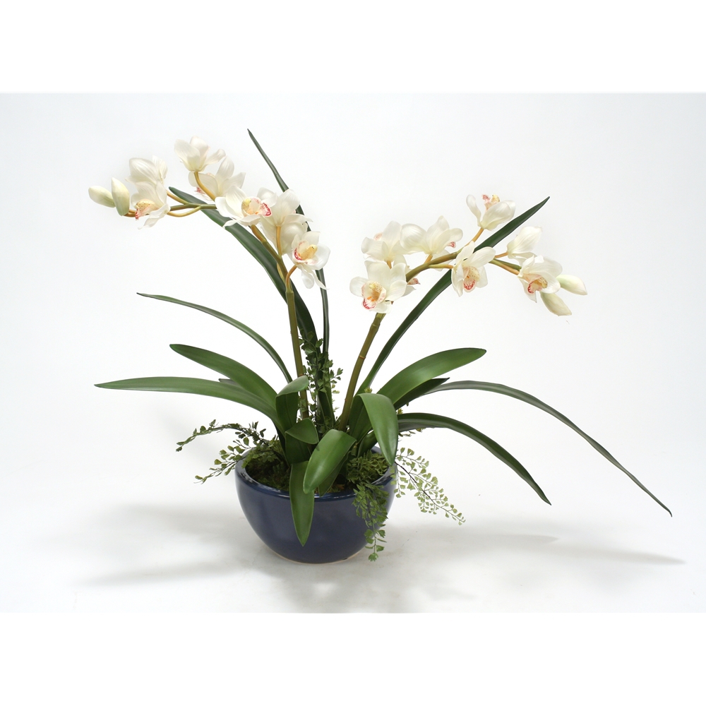 White Cymbidium Orchid Plant in Navy Earthenware Bowl