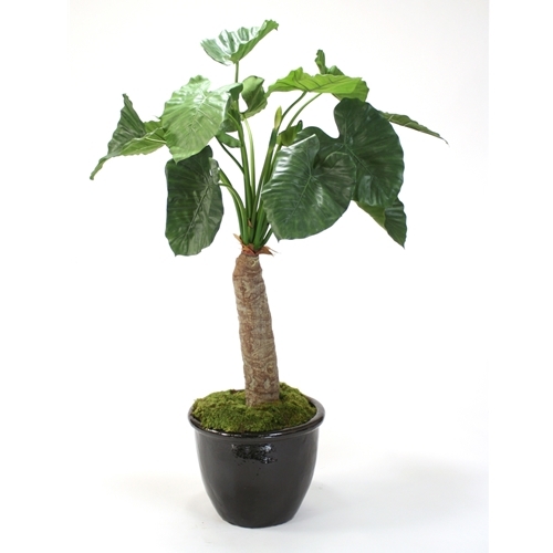 Alocasia Calidoro Floor Plant in Planter Alocasia Calidoro Floor Plant in Planter