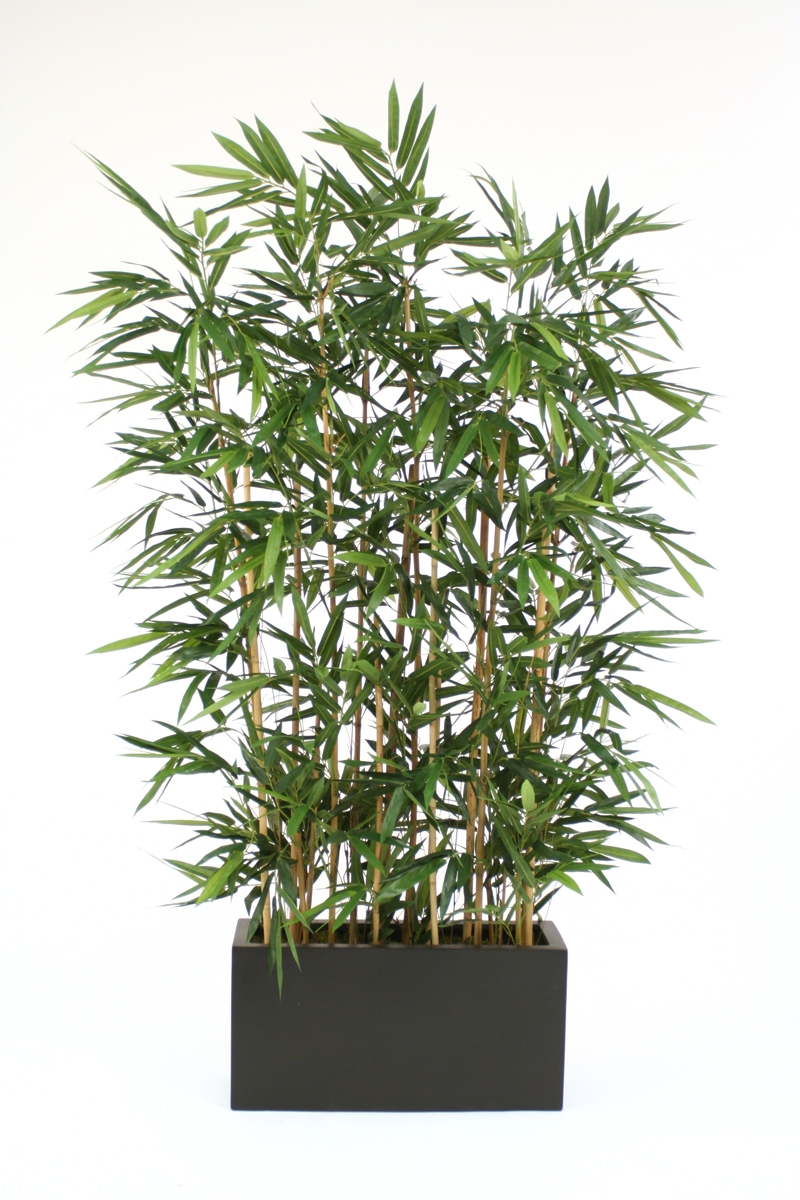 Bamboo Grove Tree in Divider Bamboo Grove Tree in Divider