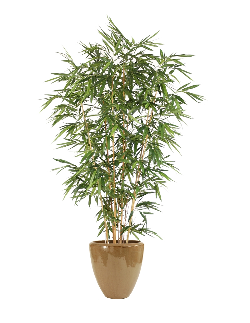 Bamboo Tree in Planter Bamboo Tree in Planter