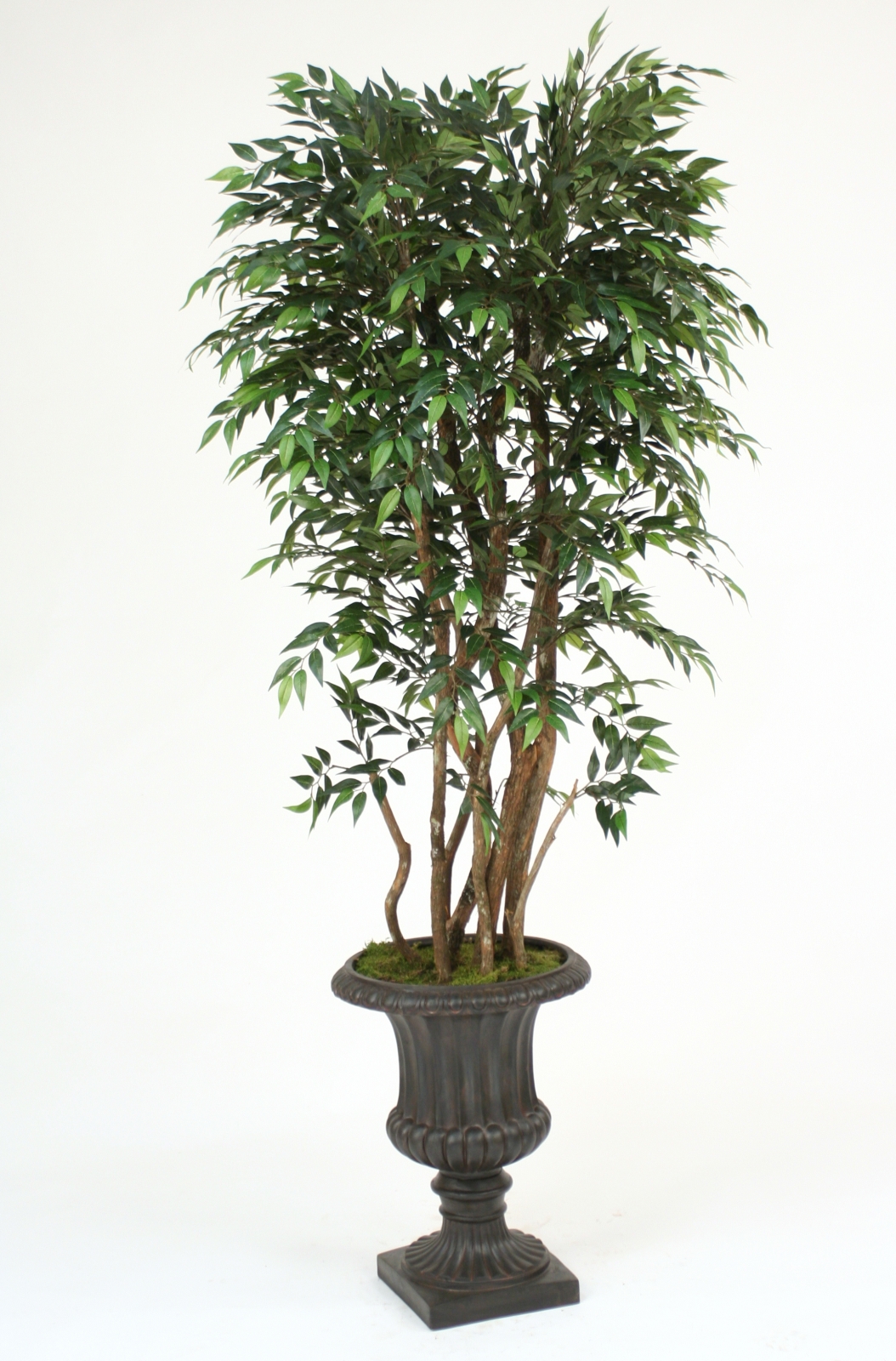 Ruscus Tree in Urn Ruscus Tree in Urn