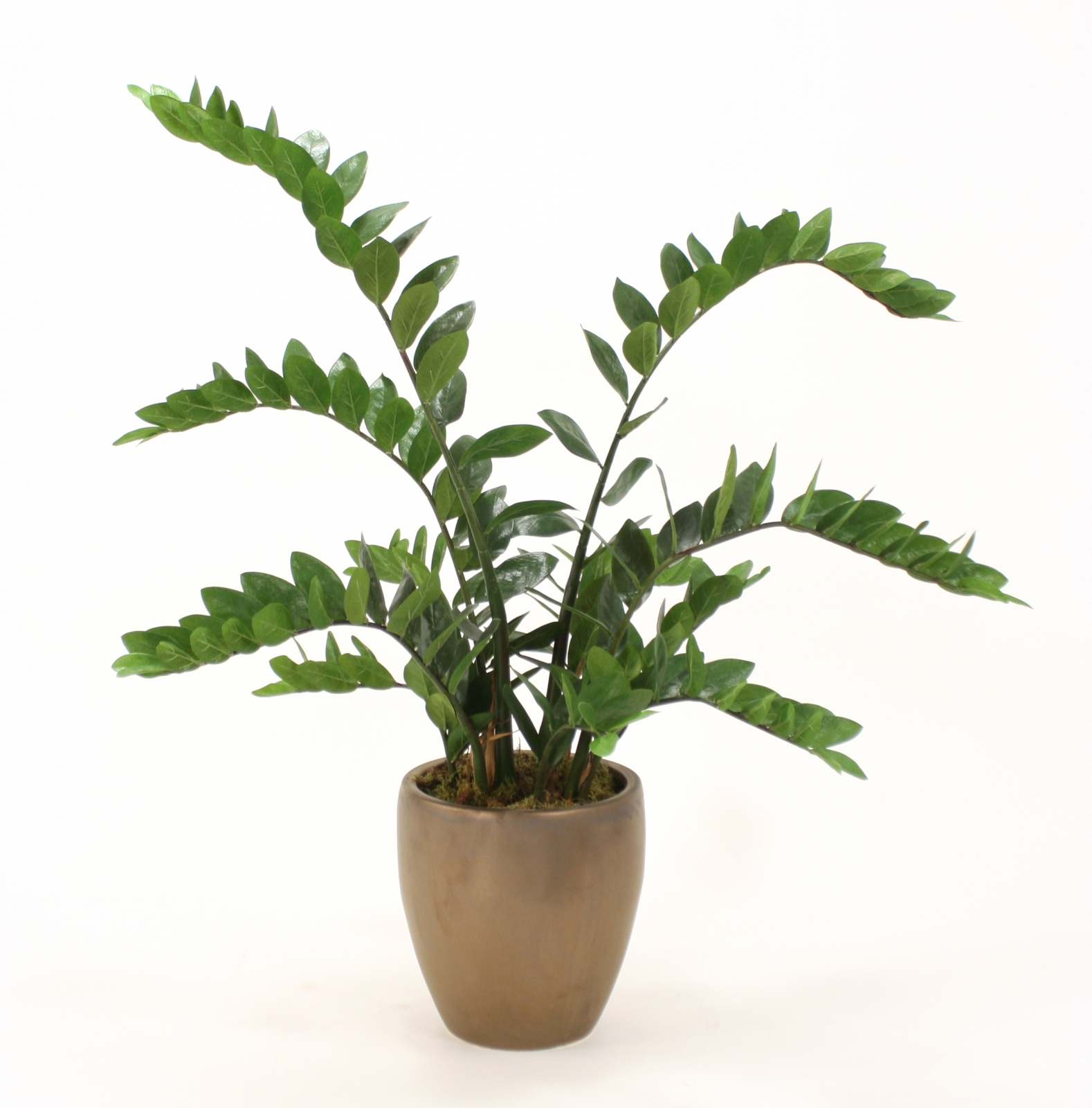 Silk ZZ Floor Plant in Planter Silk ZZ Floor Plant in Planter