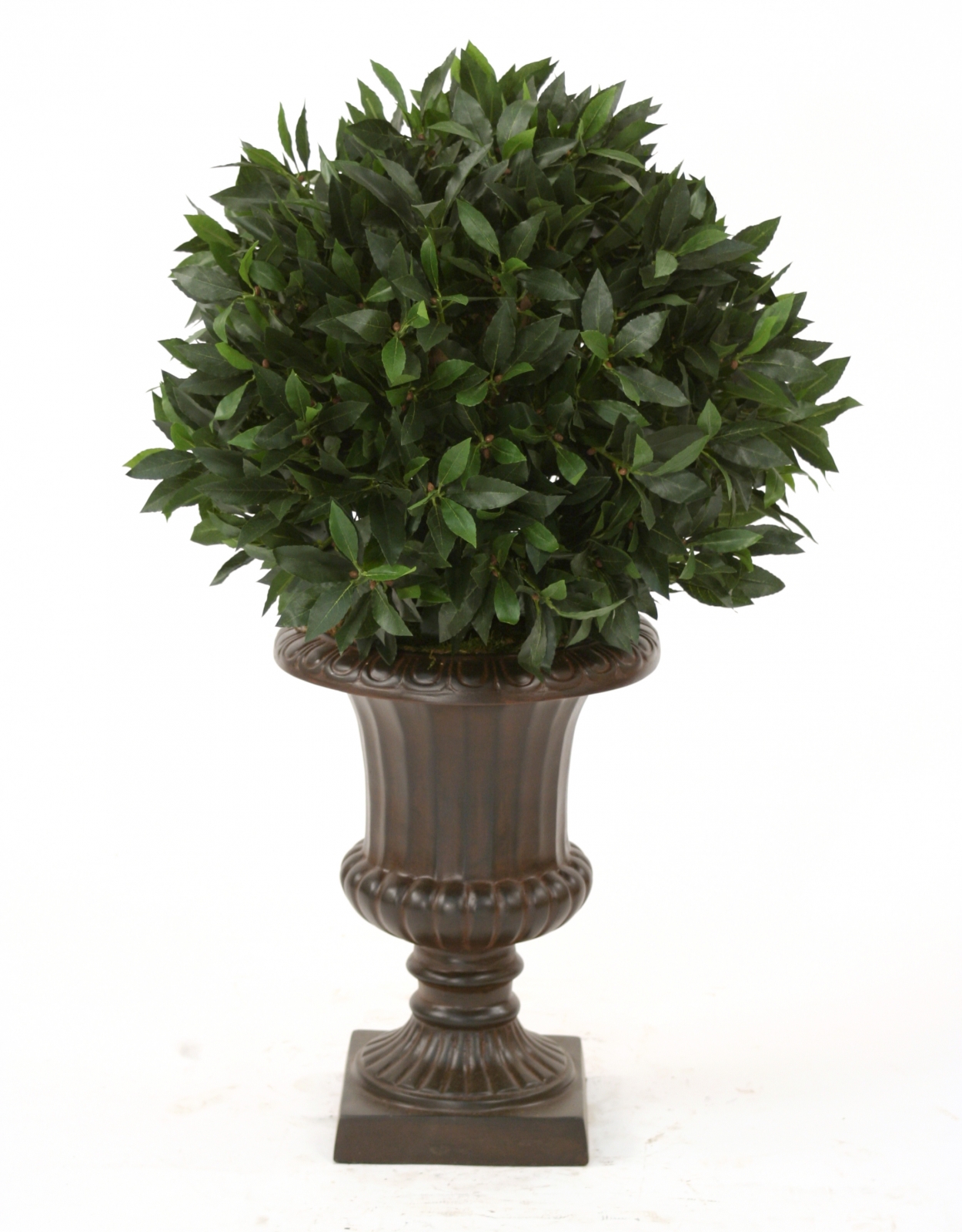 Sweet Bay Single Ball Floor Plant in Urn Sweet Bay Single Ball Floor Plant in Urn