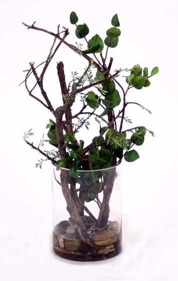 Waterlook (R) Bonsai and Dragon-wood in Glass Cylinder Waterlook (R) Bonsai and Dragon-wood in Glass Cylinder
