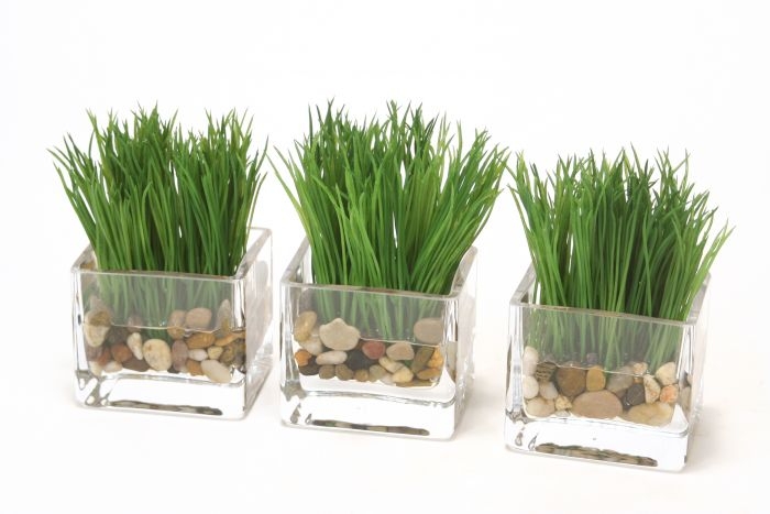 Waterlook (R) Grass in a Small Glass Square Vase (sold in multiples of 3) Waterlook (R) Grass in a Small Glass Square Vase (sold in multiples of 3)