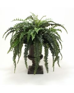 Boston Fern in Large Classic Urn Boston Fern in Large Classic Urn