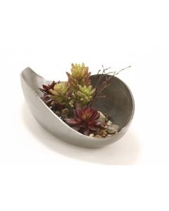 Burgundy Hen and Chicken and Succulents in Cosmic Curved Tray Burgundy Hen and Chicken and Succulents in Cosmic Curved Tray