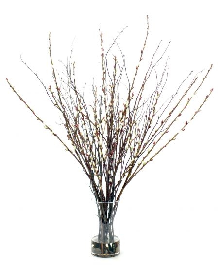 Waterlook (R) Birch, Pussy Willow Branches in Glass Cylinder Waterlook (R) Birch, Pussy Willow Branches in Glass Cylinder