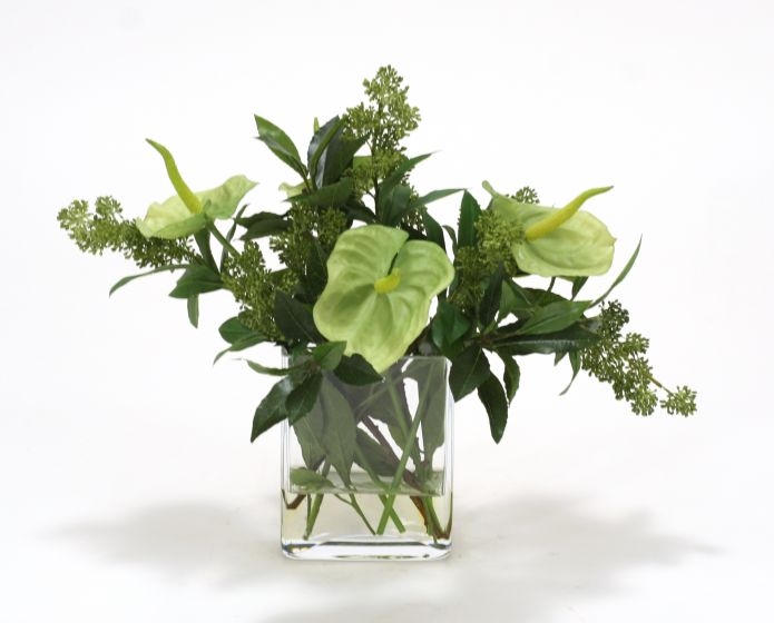 Waterlook (R) Green Antherium With Green Skimmia Berries In Rectangle Glass Vase Waterlook (R) Green Antherium With Green Skimmia Berries In Rectangle Glass Vase