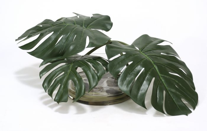 Waterlook (R) Philo Leaves w/ Rocks in Low Glass Bowl Waterlook (R) Philo Leaves w/ Rocks in Low Glass Bowl