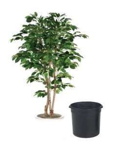 6' Bushy Ficus Tree in Black Plastic Nursery Liner 6' Bushy Ficus Tree in Black Plastic Nursery Liner