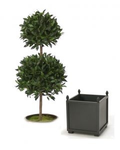 5' Sweet Bay Laurel Double Topiary in Square Wood Planter with Finials 5' Sweet Bay Laurel Double Topiary in Square Wood Planter with Finials