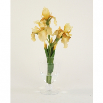 Waterlook ® Light Yellow Bearded Iris in Glass Urn