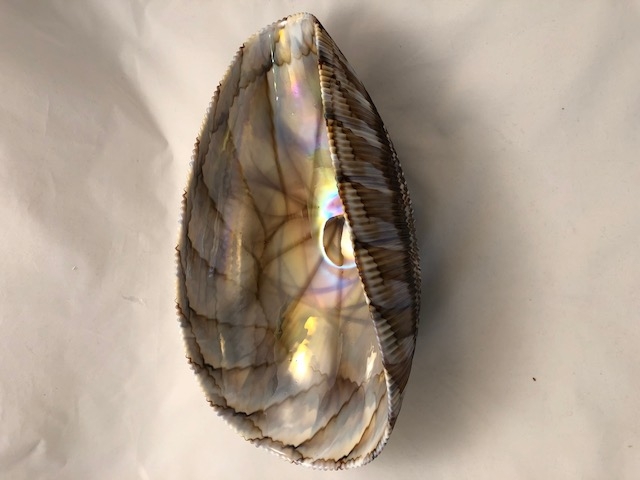 Large Shell Murano glass Ivory and chocolate  folded bowl