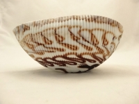 Mignon ivory and chocolate shell centerpiece Mignon ivory and chocolate shell centerpiece