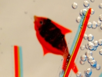 Murano Glass Small Acquarium with one fish