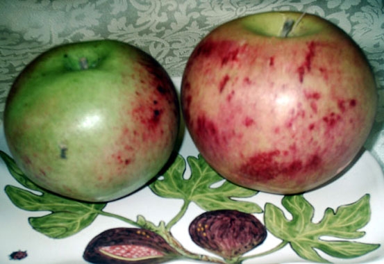 Mackintosh Apples