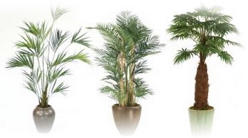 Palm Trees Palm Trees