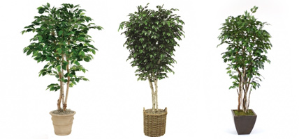 Ficus Trees Ficus Trees
