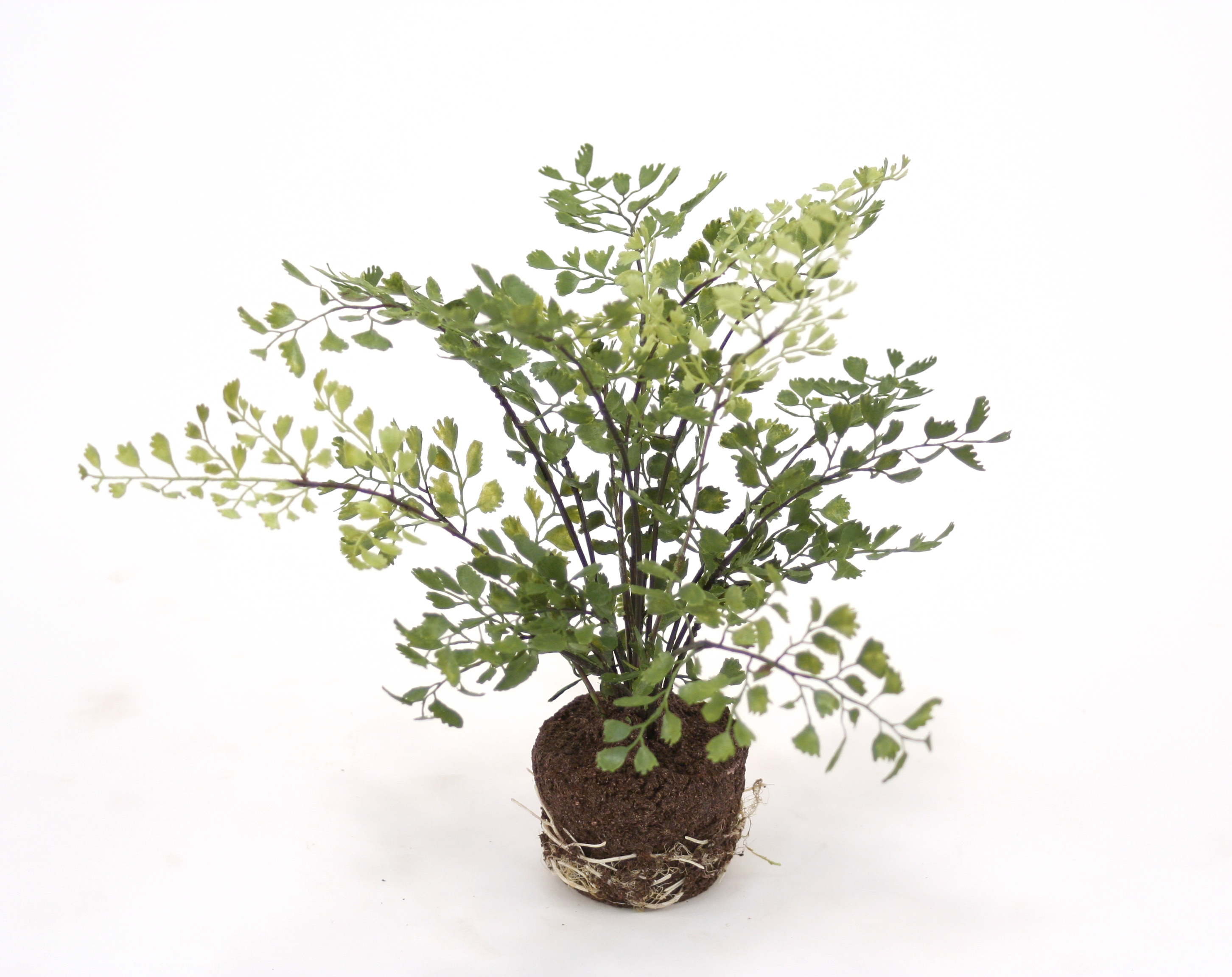 Silk Maiden Hair Fern in Soil Free Shipping in USA