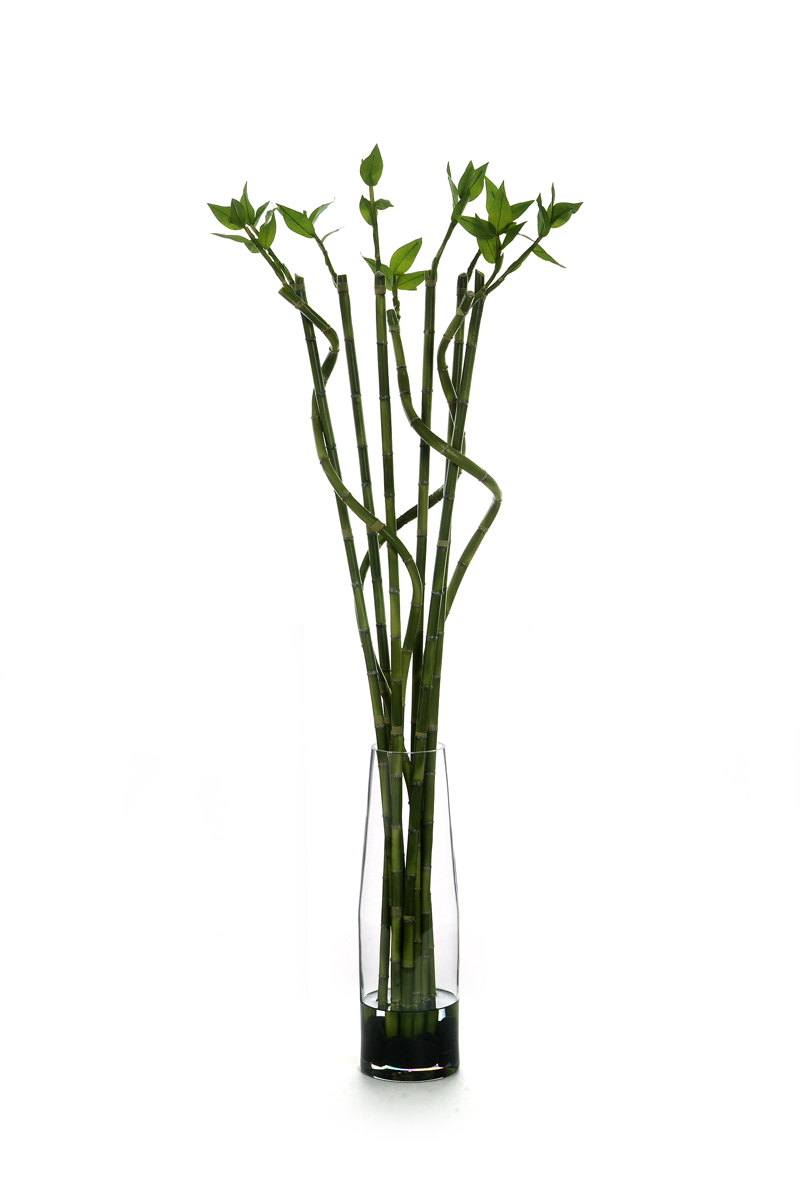 Waterlook ® Silk Lucky Bamboo in a Tall Glass Cylinder