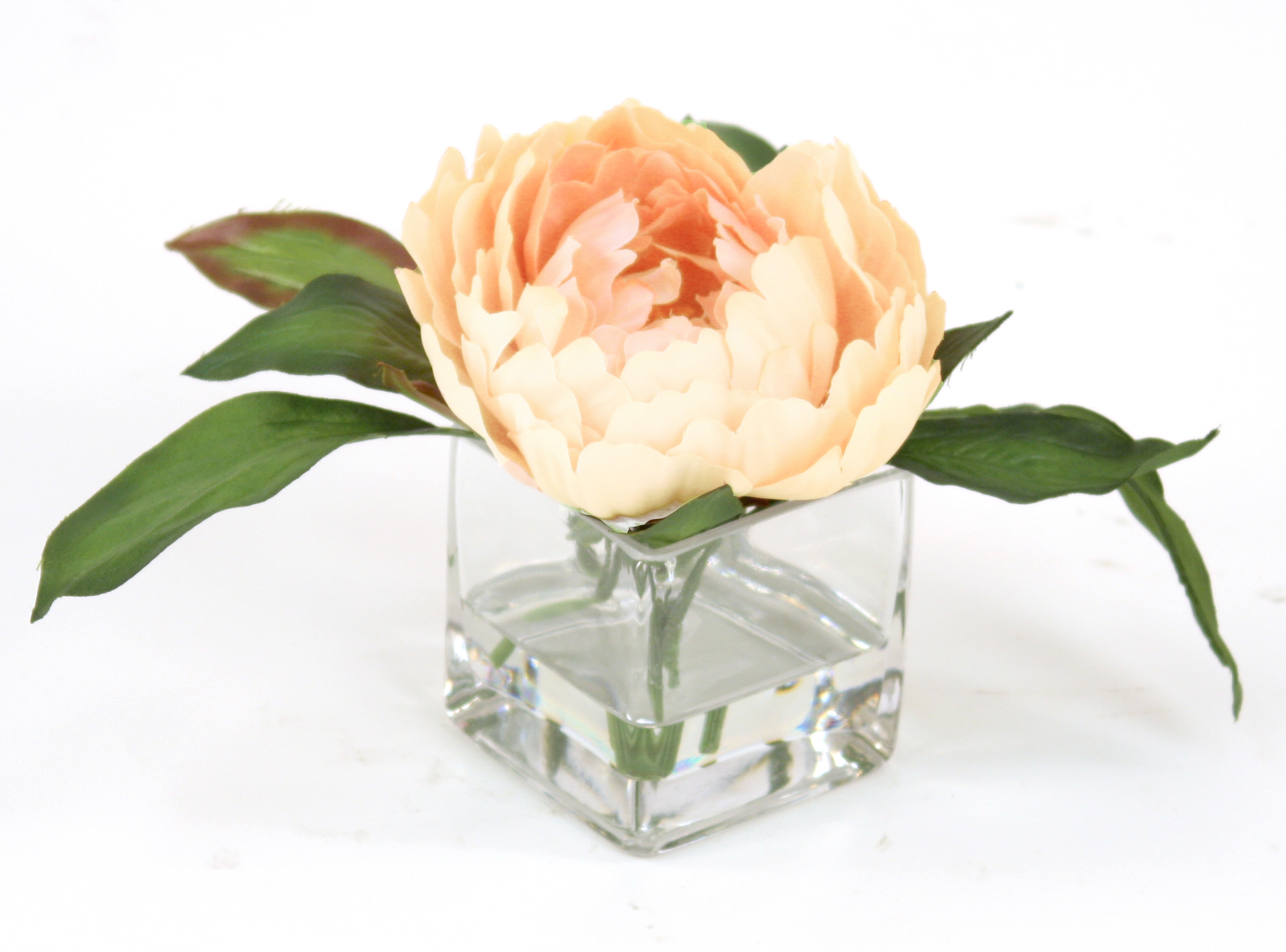 Waterlook ® Antique Peach Peony in Square Glass (Pack 3)