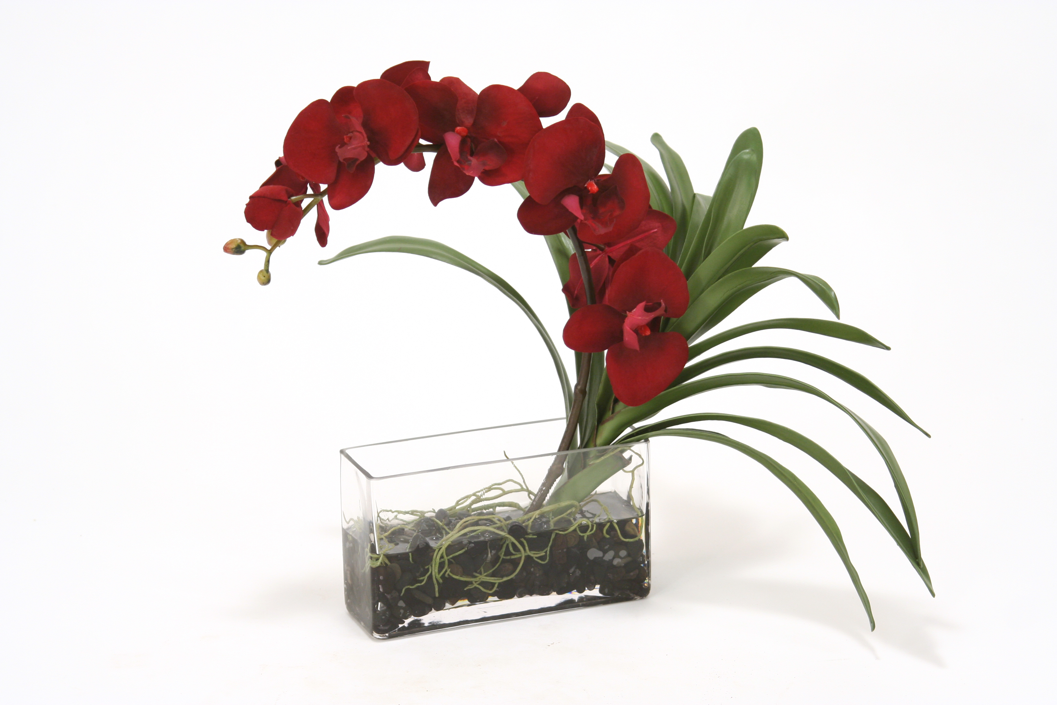 Waterlook ® Floral - 14' Red Velvet Phalaenopsis Orchids in Rectangular