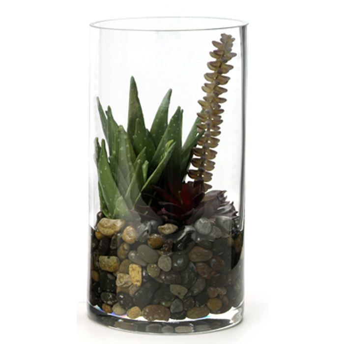 Terrarium in Cylinder Vase