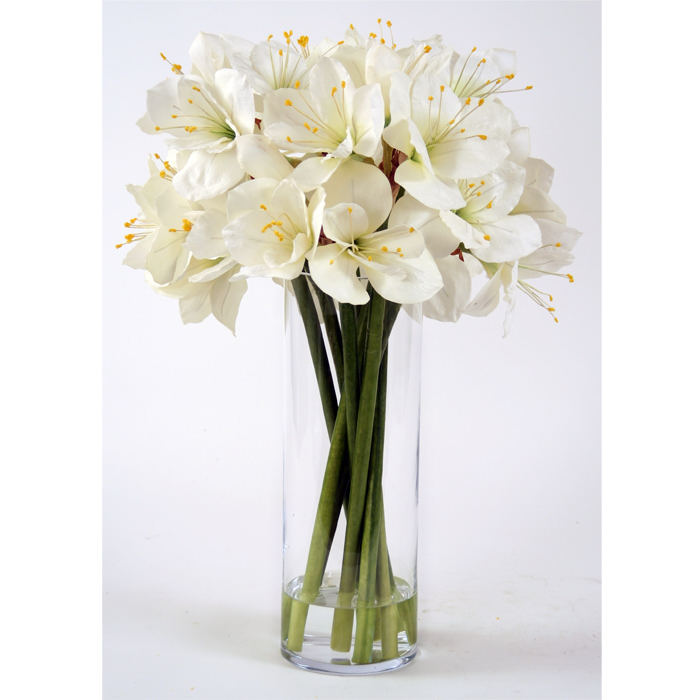 White Amaryllis