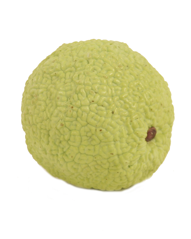 Osage Orange