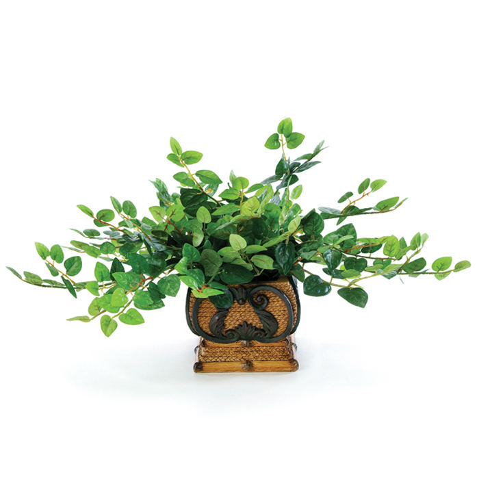 Ficus primula vines in planter