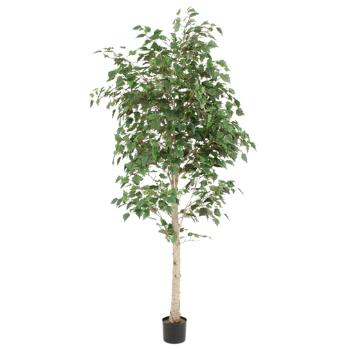 7 Potted White Birch Tree (unfluffed in import carton) Free Shipping