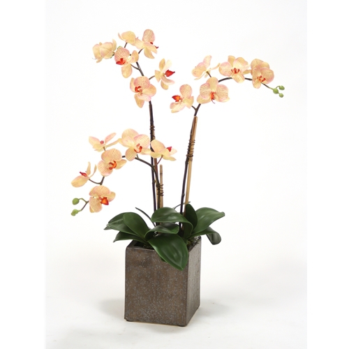 CreamPink Silk Phaleanopsis Orchids in Etched Crystal Bronze Cube