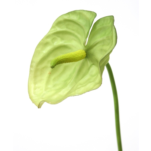 DIY Flower 31'L Artificial Green Anthurium Spray (Pack of 12; 144/Case)