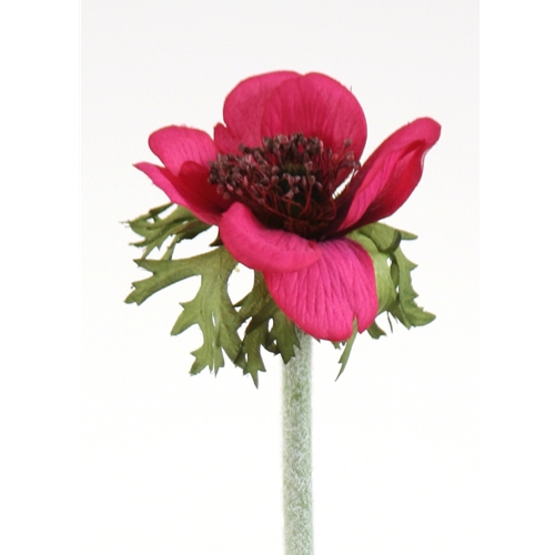 DIY Flower Dark Violet Anemone