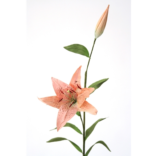 DIY Flower Sonia Celadon Oriental Hybrid Lily With Blooms