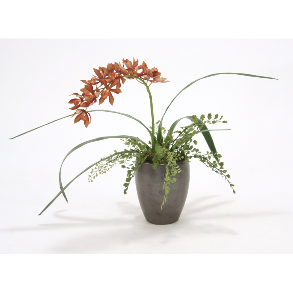 Rust Gold Mini Cymbidium Orchid In Black Pot 