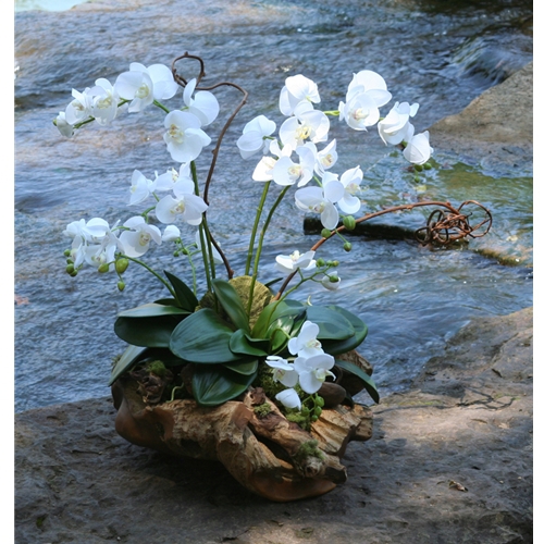 Silk Cream White Phalaenopsis Orchid Garden with Driftwood Nestled in a Rustic Wood Basin